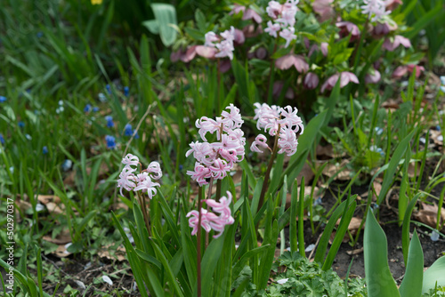 pink hyacinths (and in the back Hellebore)