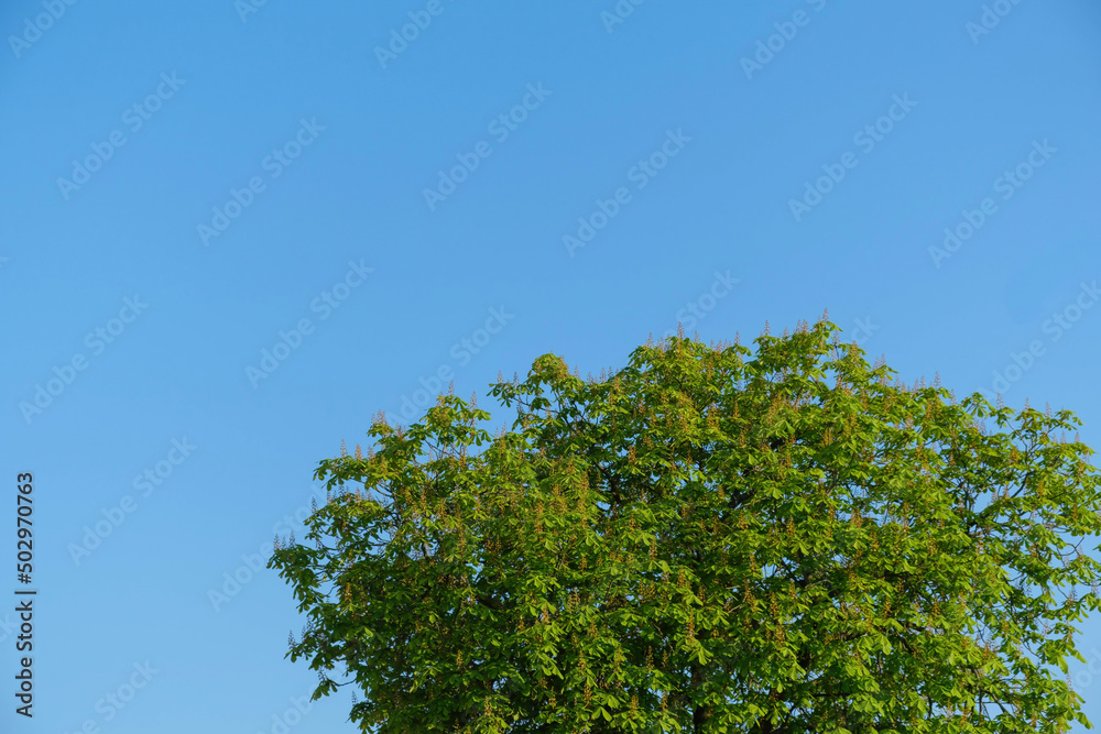 blossoming chestnut tree against a blue sky