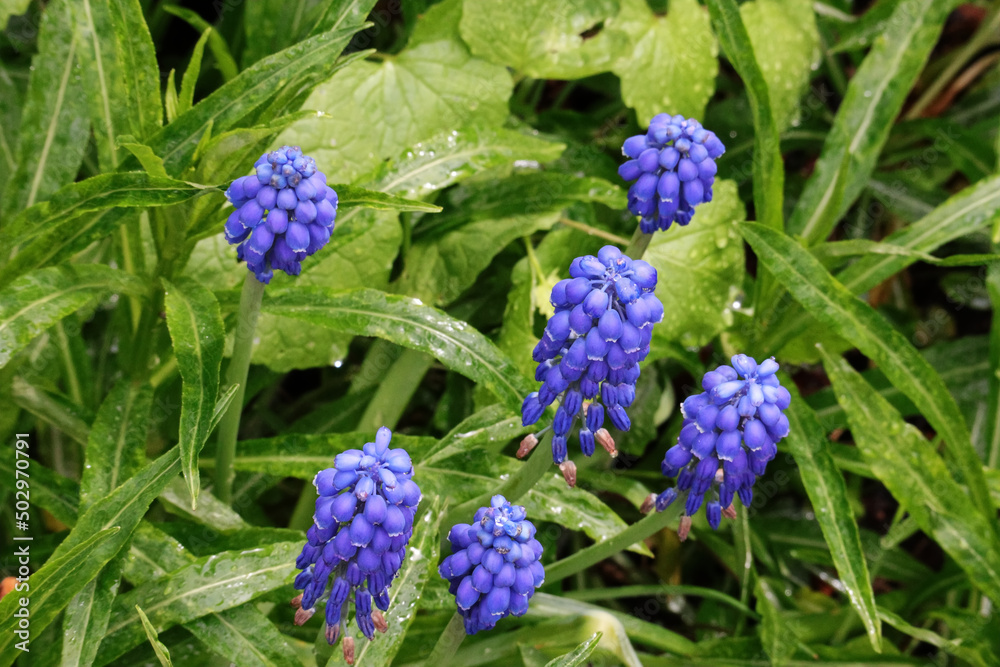 Traubenhyazinthe, Blüten, Blumen, Garten, Frühling Traubenhyazinthe, Blüten, Blumen, Garten, Frühling
