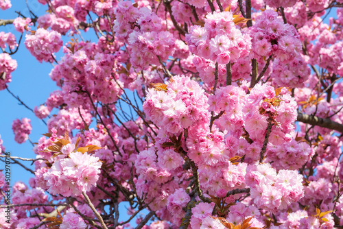 sakura - japanese cherry blossoms against blue sky