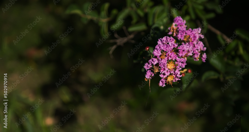 Branches with flowering petals on a bright -green background. Composition and concept. Spring mood, flowering plants, a copy of space. Branches with flowering petals on a bright -green background. Composition and concept. Spring mood, flowering plants, a copy of space.