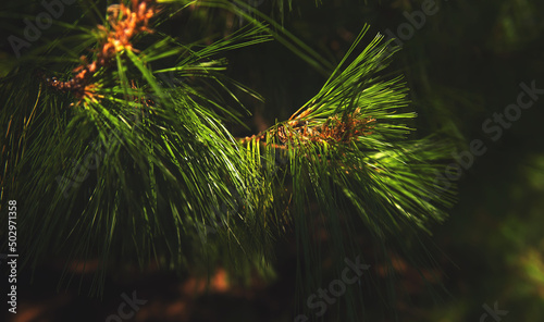 Eternally green plants in the bright light of the sun. Rare pines. Composition and concept. Spring mood, rare plants, a copy of space. Selective focus, image in the interior. poster