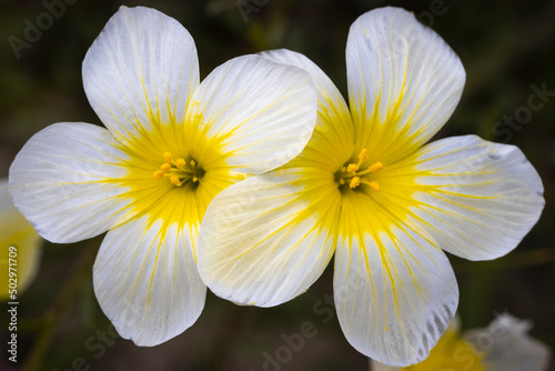 beautiful wild flower, opened in spring