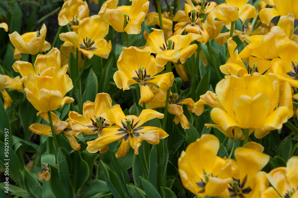 yellow tulips (mostly past their prime) yellow tulips (mostly past their prime)