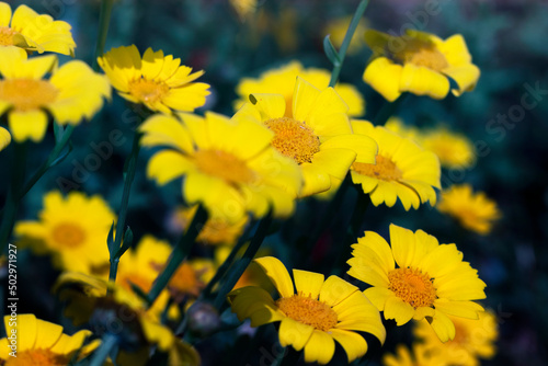 Beautiful looking pretty daisy flower © emrah