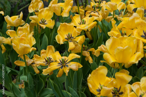 Fototapeta Naklejka Na Ścianę i Meble -  yellow tulips (mostly past their prime)