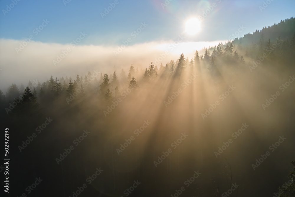 Aerial view of bright foggy morning over dark mountain forest trees at autumn sunrise. Beautiful scenery of wild woodland at dawn Aerial view of bright foggy morning over dark mountain forest trees at autumn sunrise. Beautiful scenery of wild woodland at dawn