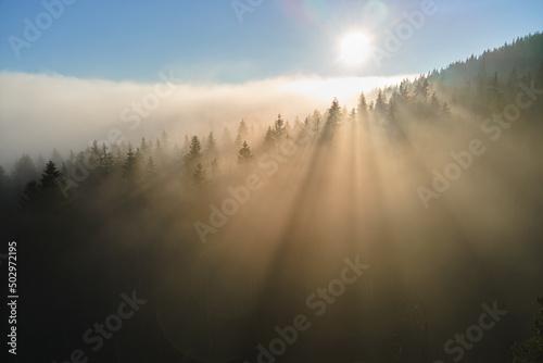 Aerial view of bright foggy morning over dark mountain forest trees at autumn sunrise. Beautiful scenery of wild woodland at dawn