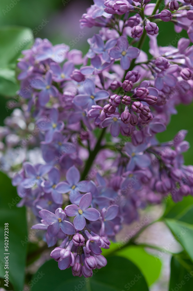 intimate close up of Syringa vulgaris in violet intimate close up of Syringa vulgaris in violet