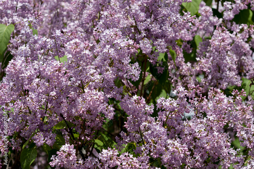 Syringa vulgaris shrub with flowers close up