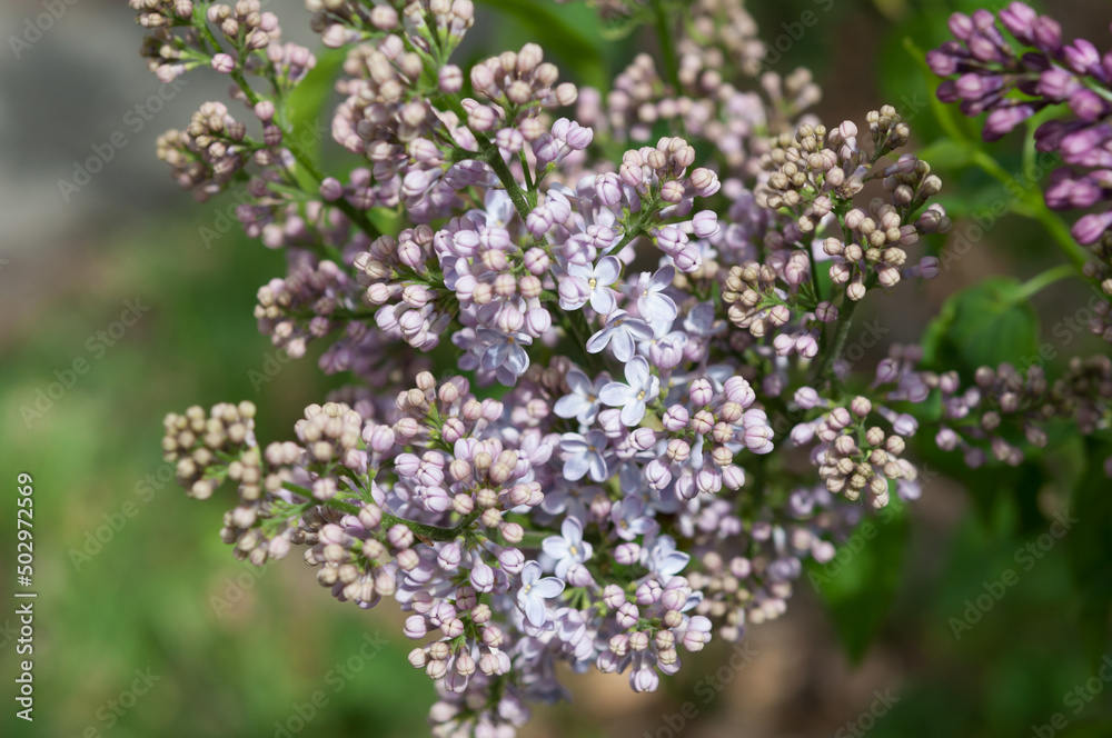 Syringa vulgaris buds and blossoms (on a green bokeh background) Syringa vulgaris buds and blossoms (on a green bokeh background)