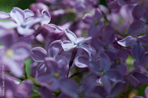 violet-blue Syringa vulgaris blossoms close up