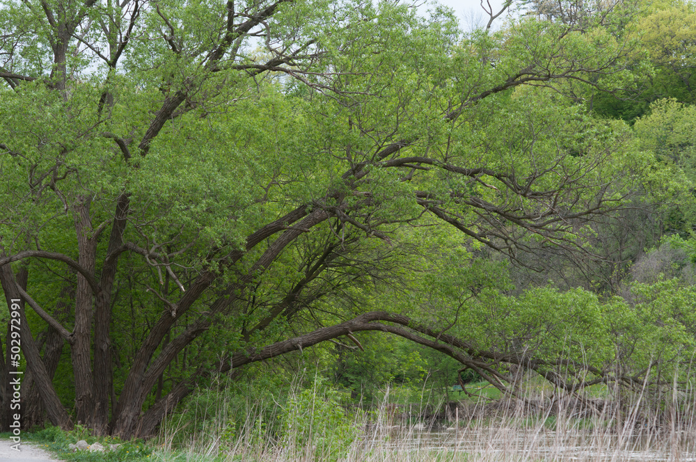 trees near the river trees near the river