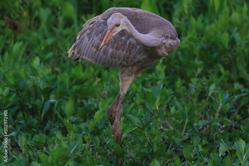 Young Sandhill Crane Hunting with Cross Legs