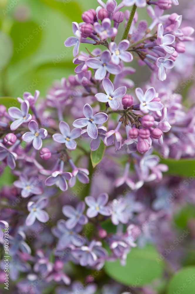 lavender pink Syringa vulgaris close up
