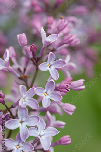 buds and blossoms of Syringa vulgaris on a bokeh background