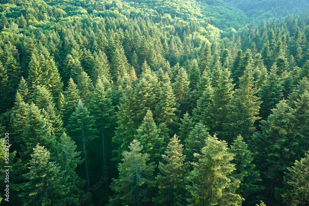 Obraz premium Aerial view of green pine forest with dark spruce trees. Nothern woodland scenery from above
