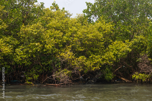 thick Mangrove forest in the river