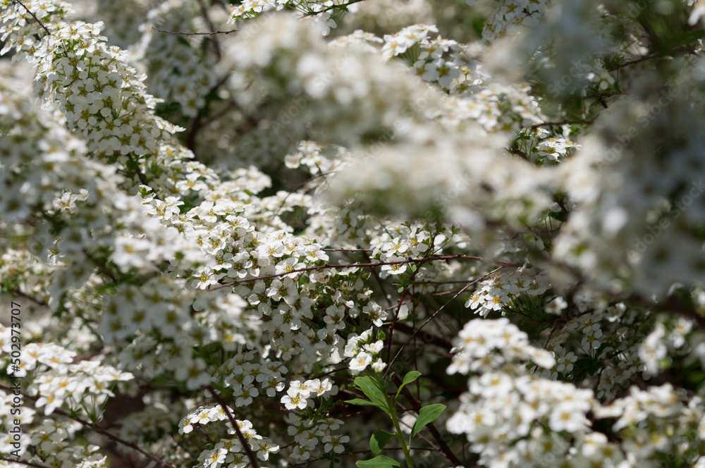spirea bush in bloom - springtime spirea bush in bloom - springtime