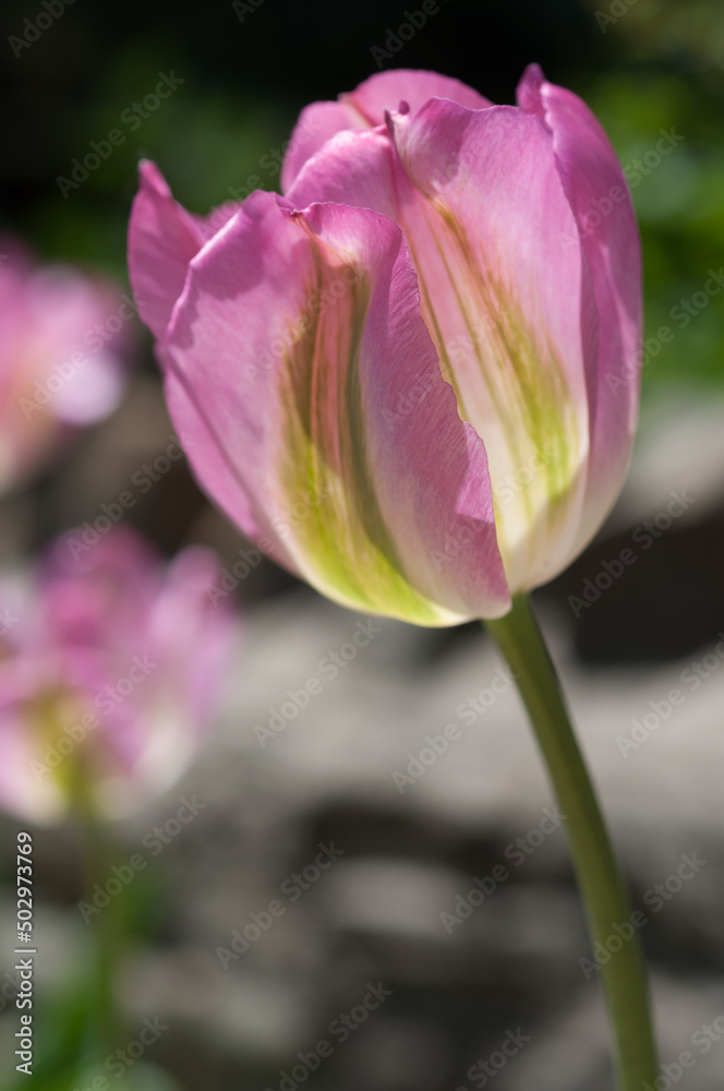 fancy, variegated tulips in pink and green in the garden fancy, variegated tulips in pink and green in the garden