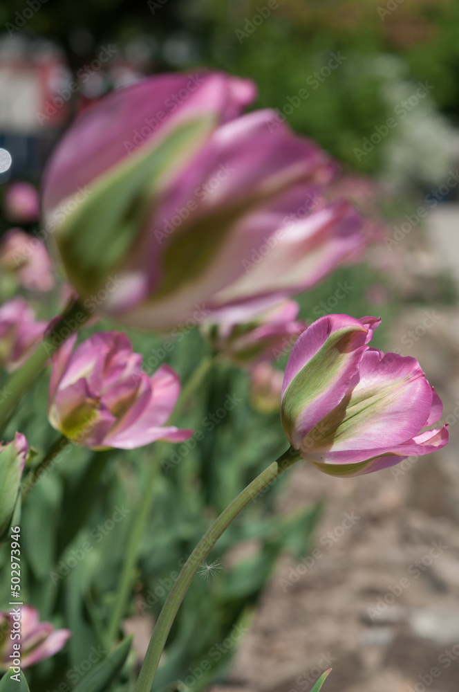 fancy, variegated tulips in pink and green in the garden fancy, variegated tulips in pink and green in the garden