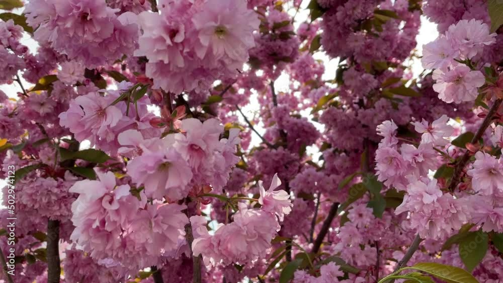 pink cherry blossom in spring. Sakura blossoms pink cherry blossom in spring. Sakura blossoms