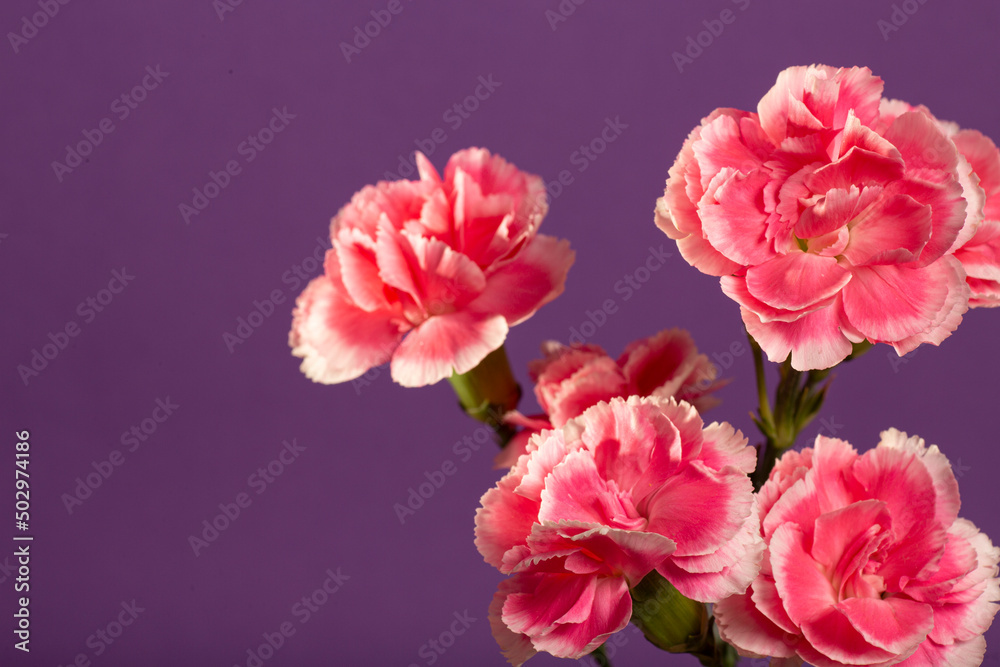 Vibrant pink dahlia in the garden on dark blue background with copy space.