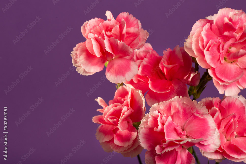 Vibrant pink dahlia in the garden on dark blue background with copy space. Vibrant pink dahlia in the garden on dark blue background with copy space.