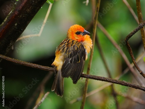 Orange bird from the Tropics in natural habitat 