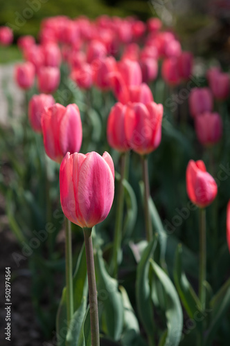 pink tulips in bloom 