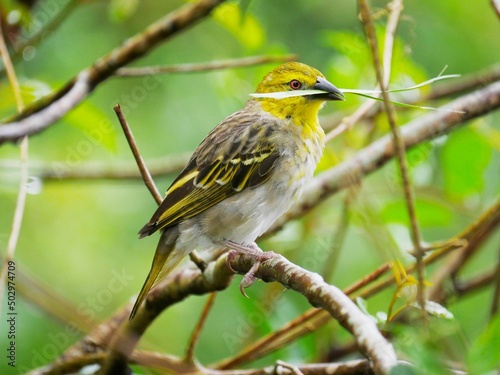 Cape Canary yellow bird holding grass blade in beak
