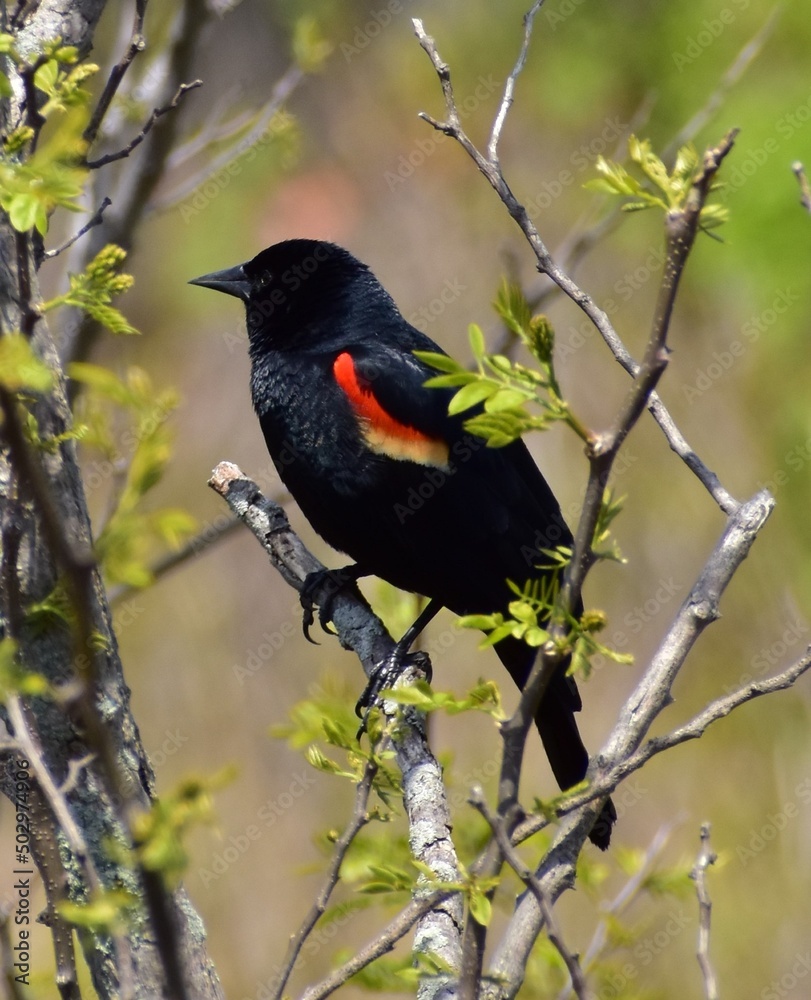 Red winged blackbird perched on branch Red winged blackbird perched on branch