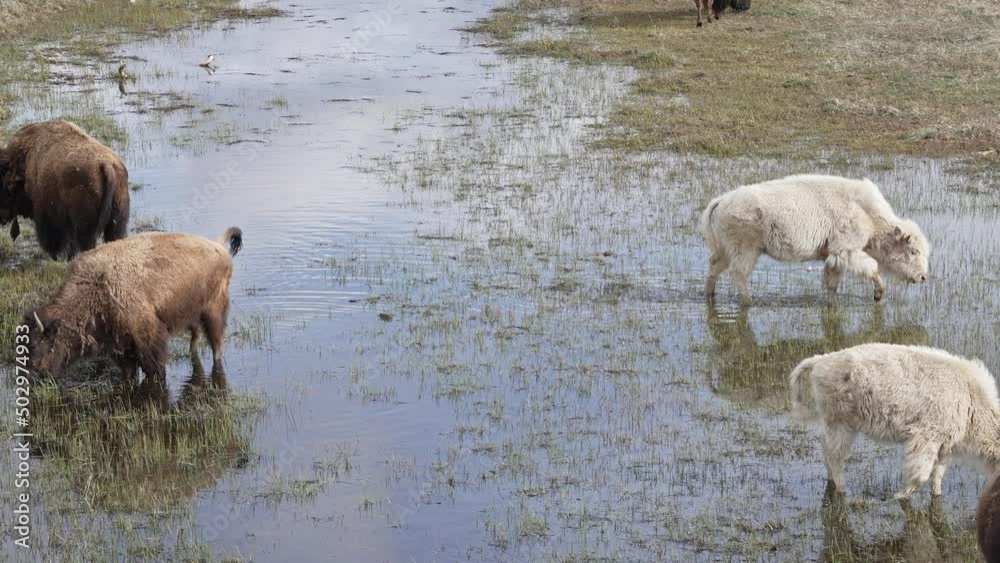 Bison heard grazing in shallow pond with two Albinos mixed in the group.