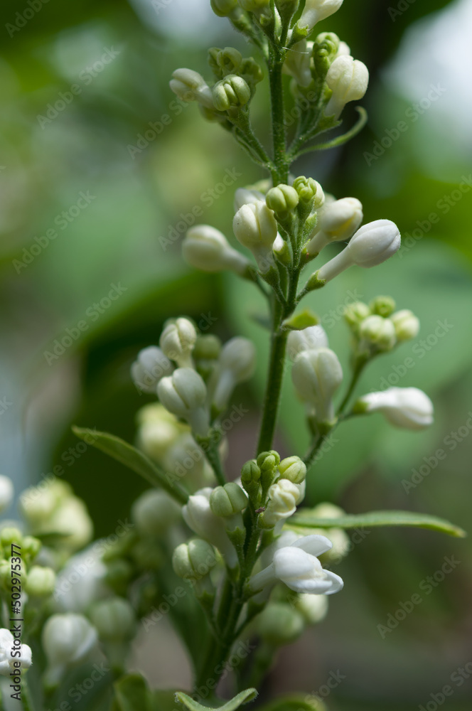 white Syringa vulgaris close up (on a bokeh background) white Syringa vulgaris close up (on a bokeh background)