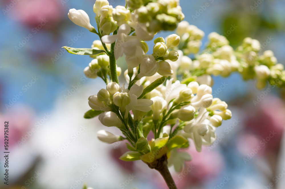 Obraz premium white Syringa vulgaris on a spring background