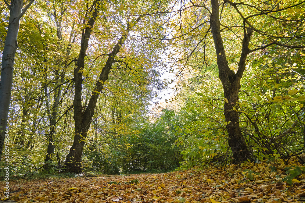 Obraz premium Brightly illuminated with sunlight beams green forest with lush trees at autumn sunrise. Amazing wild woodland on sunny day. Environment and nature protection concept