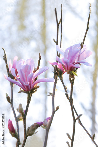 Branches of a Magnolia tree covered by the buds and the flowers against the sky and big trees
