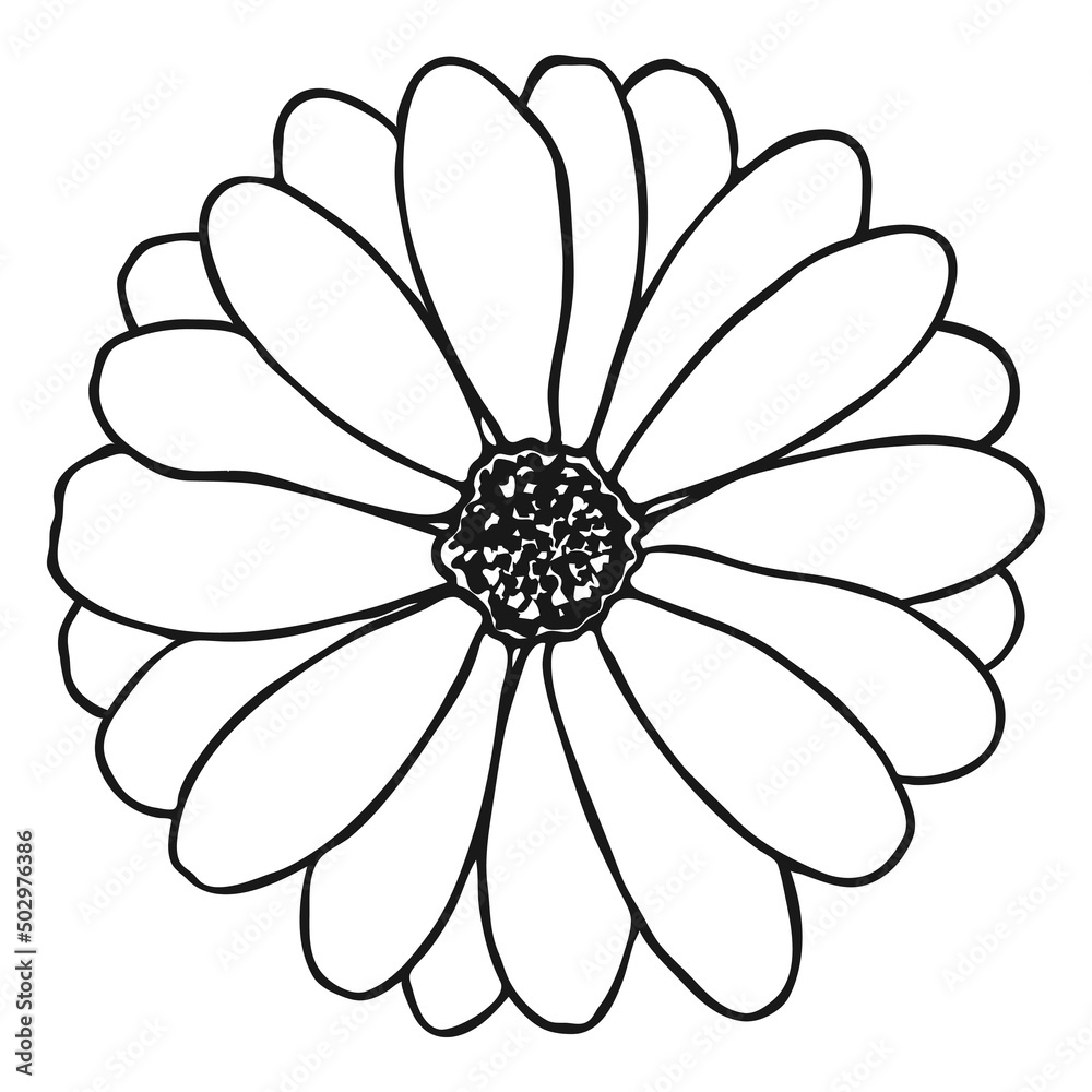Chamomile flower sketch. Doodle daisy sketch. Simple hand drawing of a flower. Black outline. Vector illustration.