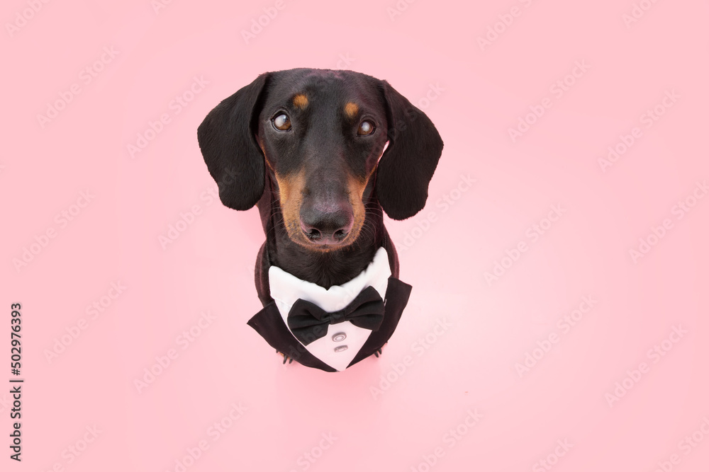 Puppy dog celebrating valentine's day or mother's day wearing a tuxedo. Isolated on pink or coral background
