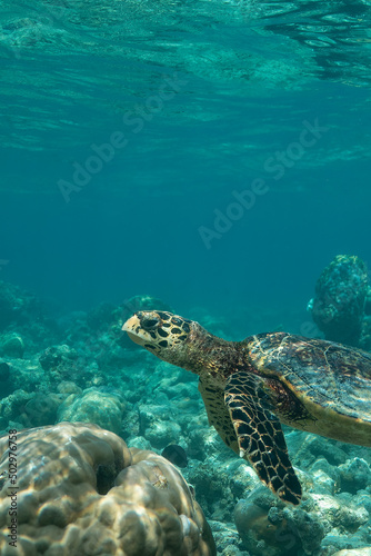 tortue dans les eaux claires des Maldives © lylie