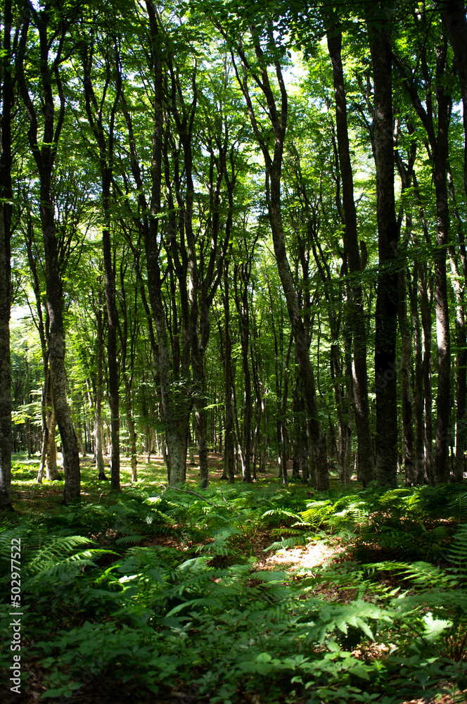 A thicket of wild ferns in a dark forest among huge trees. Vertical photo. A thicket of wild ferns in a dark forest among huge trees. Vertical photo.