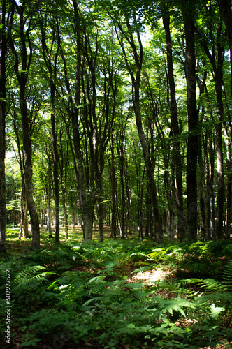 A thicket of wild ferns in a dark forest among huge trees. Vertical photo.