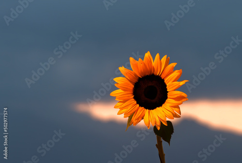 Close-up of beautiful decorative sunflower against blurred background with mountains and morning clouds at dawn