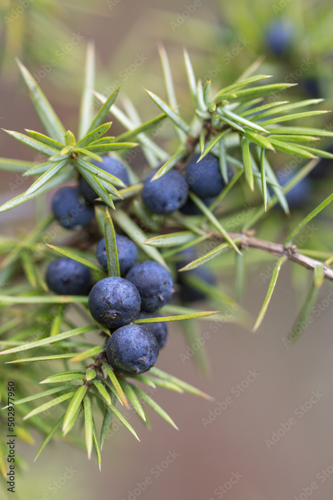 Fototapeta premium Dojrzałe jagody jałowca wśród igliwia