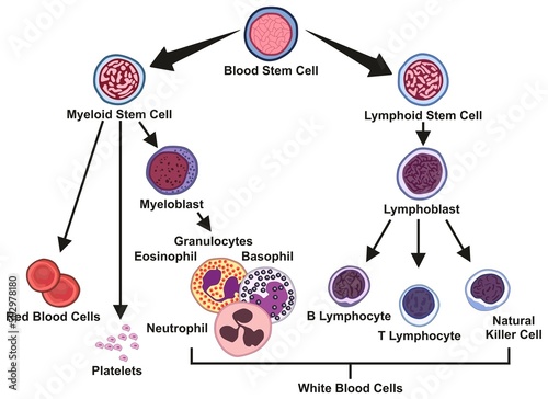 Blood stem cell types infographic diagram including lymphoid myeloid lymphoblast myeloblast granulocytes eosinophil basophil neutrophil platelets lymphocyte  red white blood cells vector illustration photo