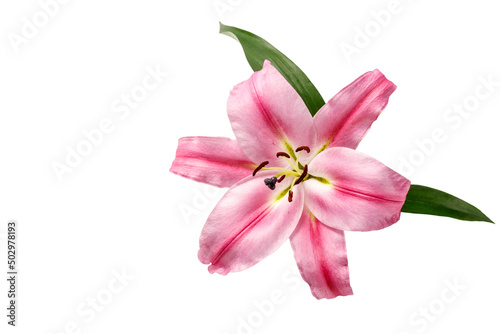 Pink red lily flower with leaves isolated on white background.