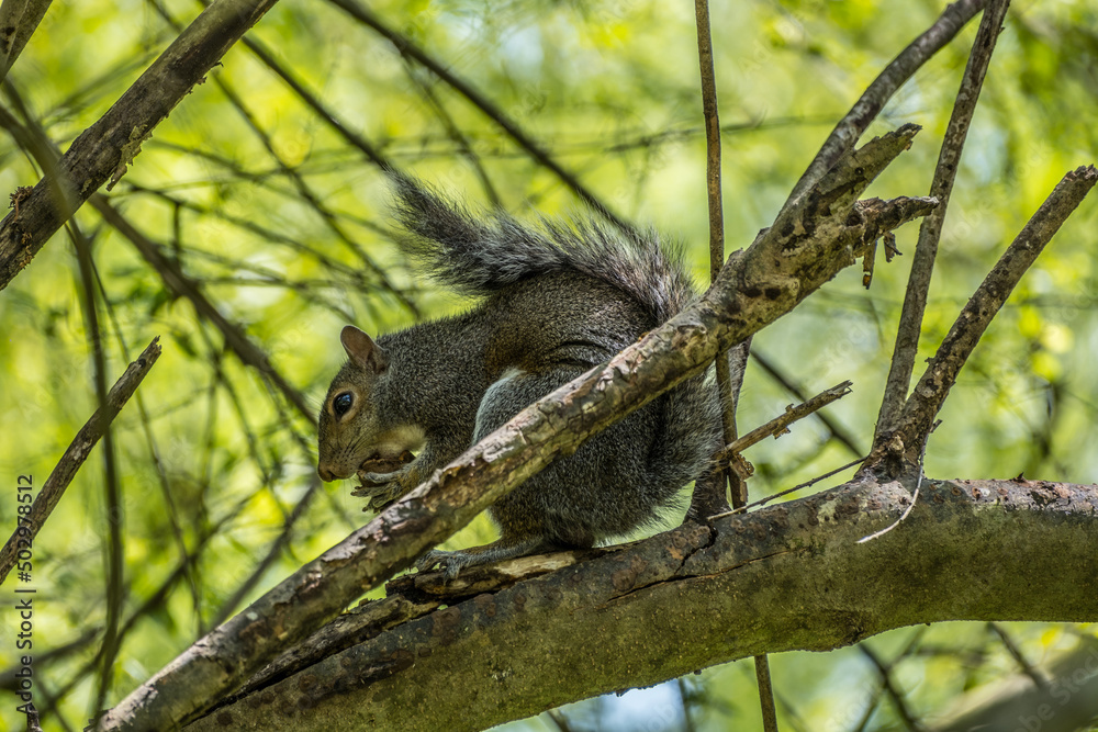 Squirrel eating a nut Squirrel eating a nut