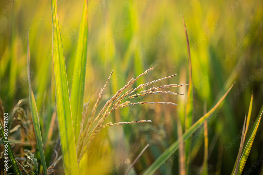 A piece of golden rice, rice waiting to be harvested