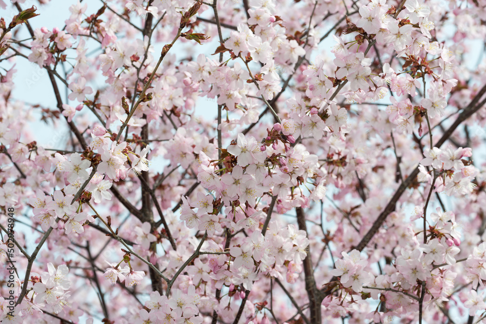 cherry blossom in spring