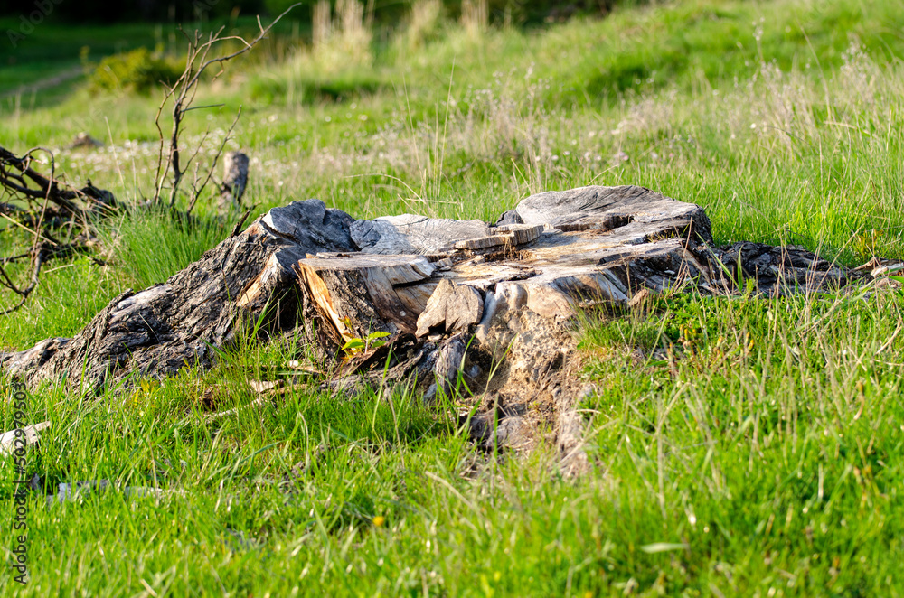 tree stump